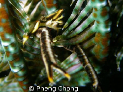 Squat lobster hanging on! by Pheng Chong 